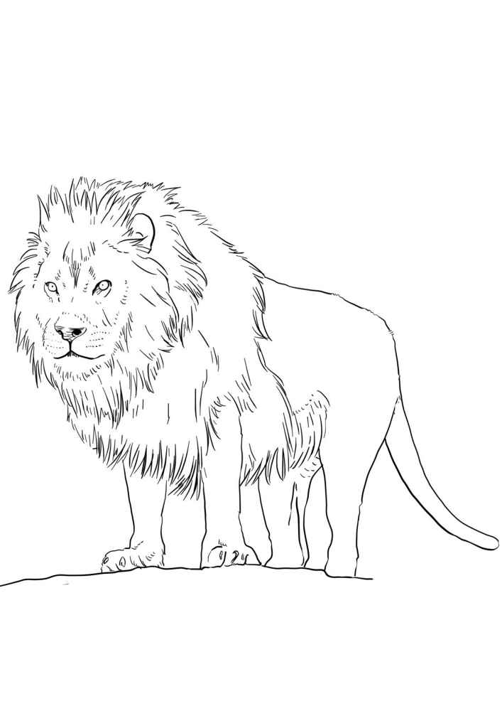 Löwe-König der Tiere